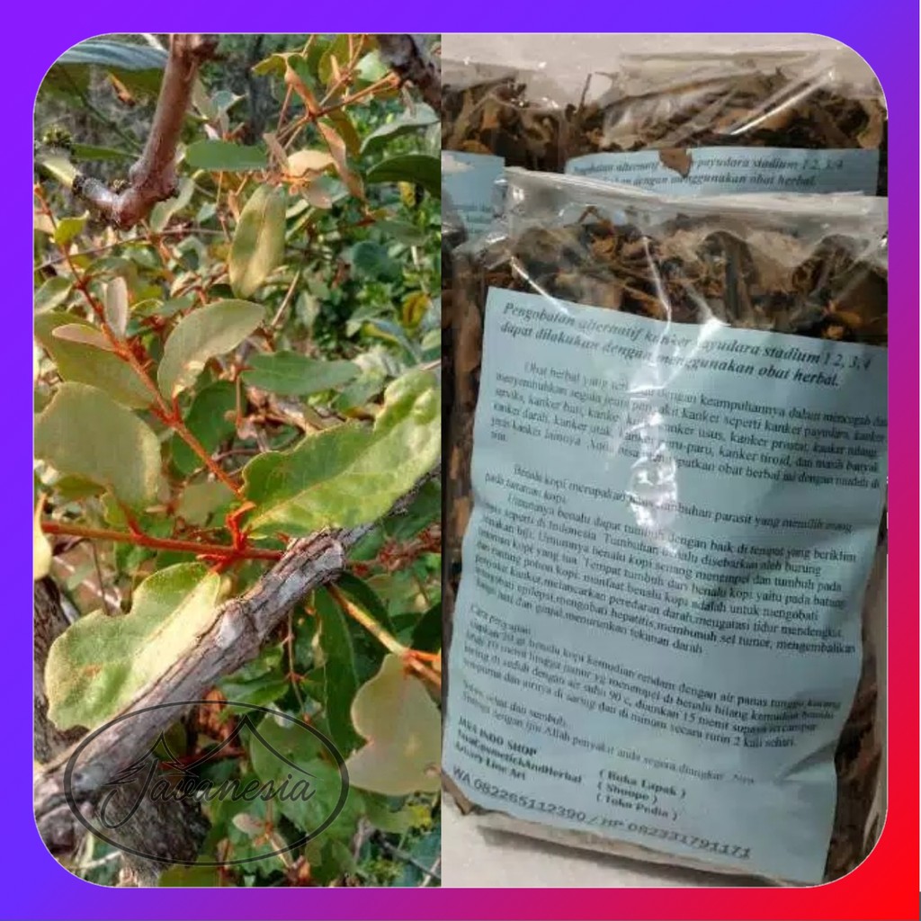 

BENALU KOPI KERING MURNI 100 gr