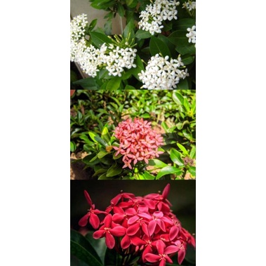paket bunga ashoka 3 warna