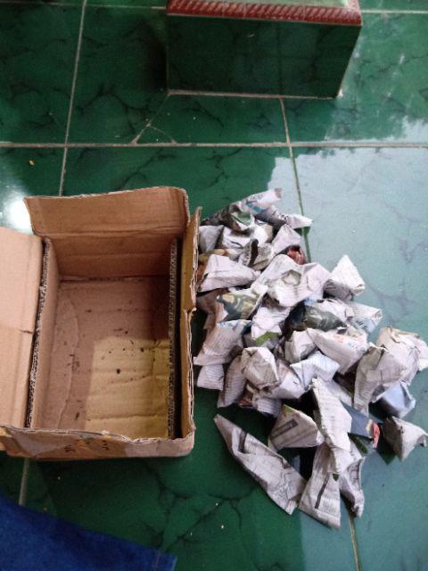 Kaktus Sukulen Paket 50 Pohon Bonus 50 Pot