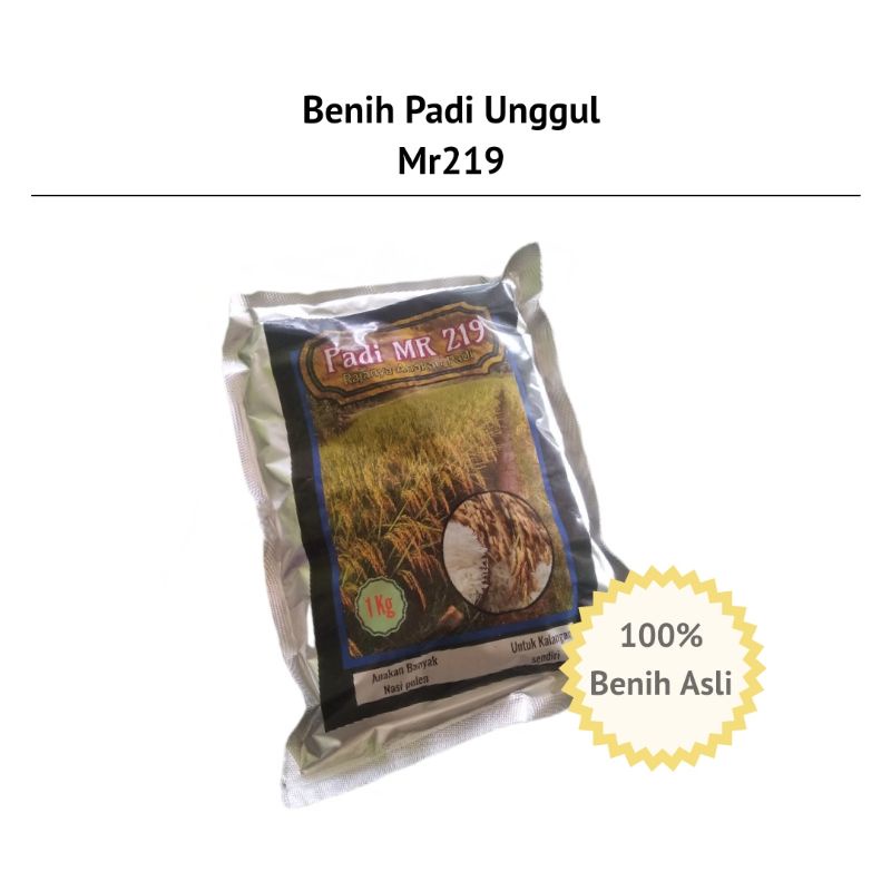 BENIH PADI MR219|BENIH MURAH|TAHAN ROBOH|ANAKAN PRODUKTIF|BENIH PADI UNGGUL|BENIH PADI LOKAL| BENIH 