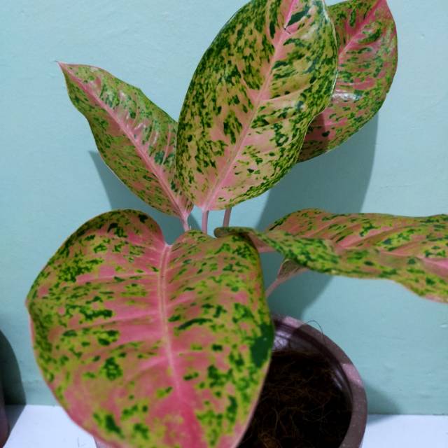 Aglonema Bigroy,5 daun ,daun lebar hijau dominan pink