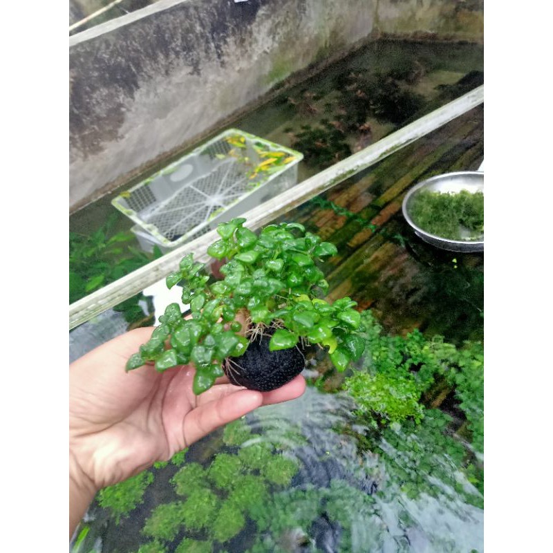 angguran media wabikusa tanaman aquascape