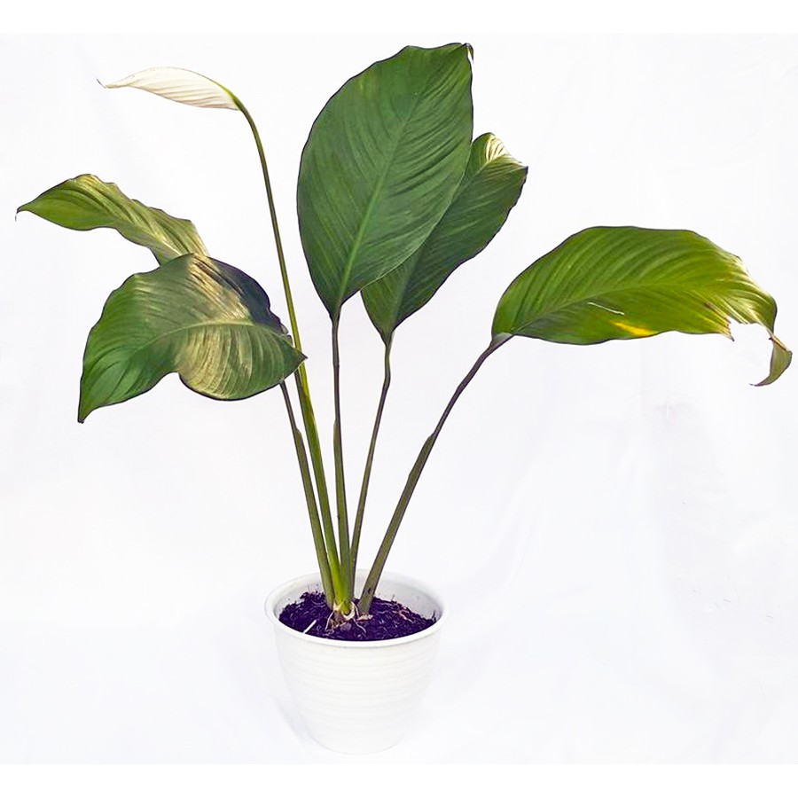 Tanaman Hias Pohon Sepatu Filum Peace Lily Spatyfhilum Floribundum Bunga Lili  Perdamaian PS-5060