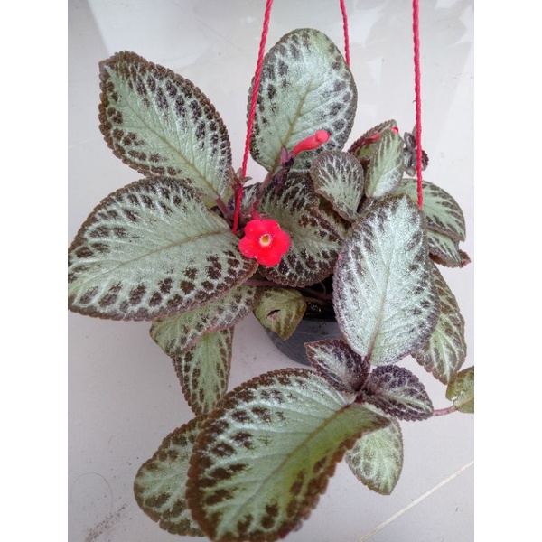 episcia silver sheen