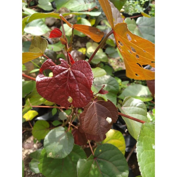 bonsai waru merah/bibit/tanaman hidup