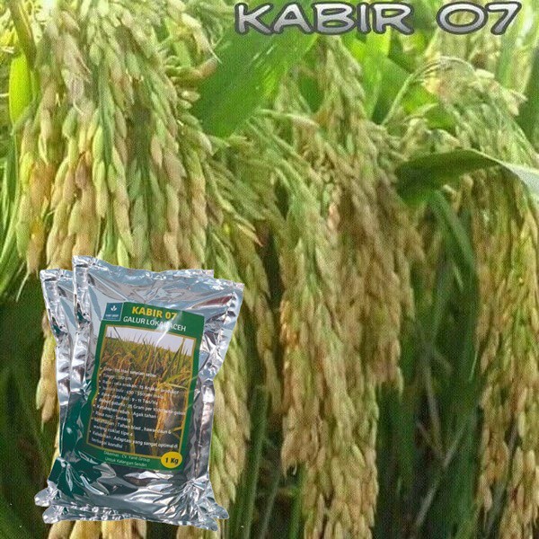 Benih Padi Kabir 07 Galur Lokal Aceh