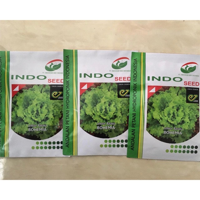 Benih selada bohemia