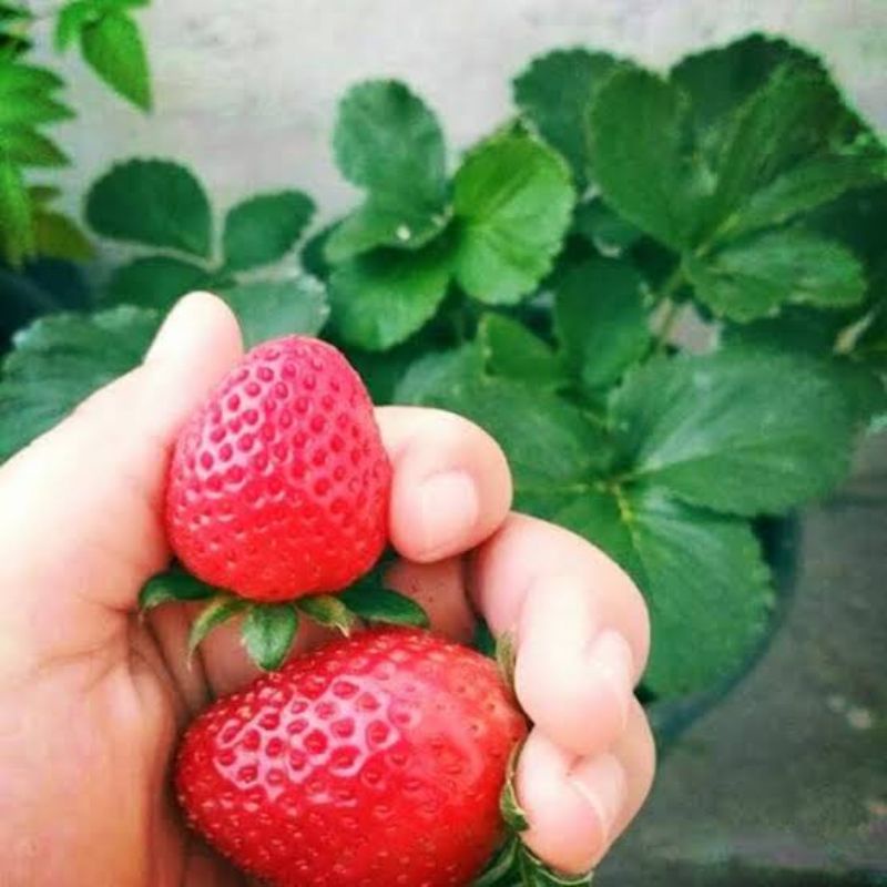 bibit strawberry impor jumbo manis cepat berbuah