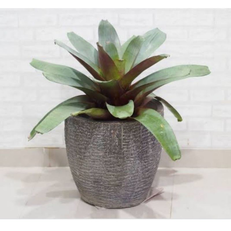 TANAMAN HIAS BROMELIA GIANT MERAH