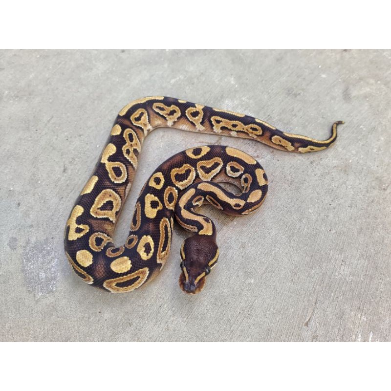 Mojave Ball Python