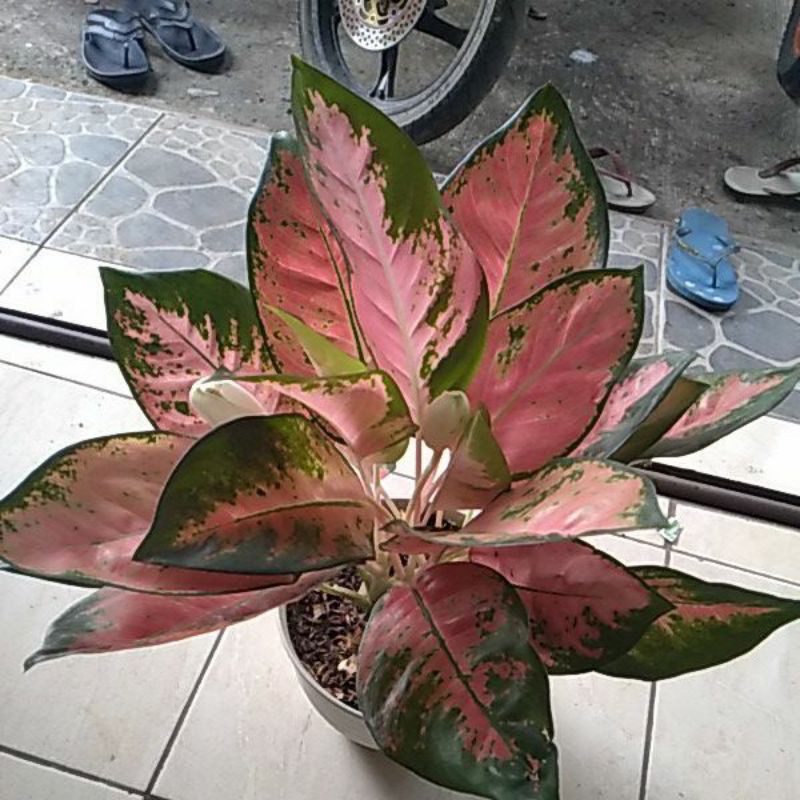 PROMO Tanaman hias RED kochin tembaga besar(induk)