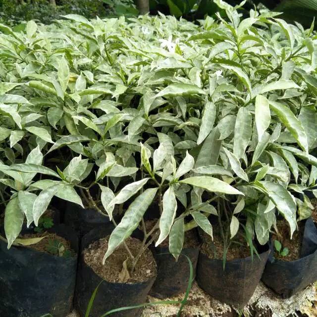 saberna mini - hiasan taman - saberna mini bunga putih - bibit tanaman - saberna - bunga putih