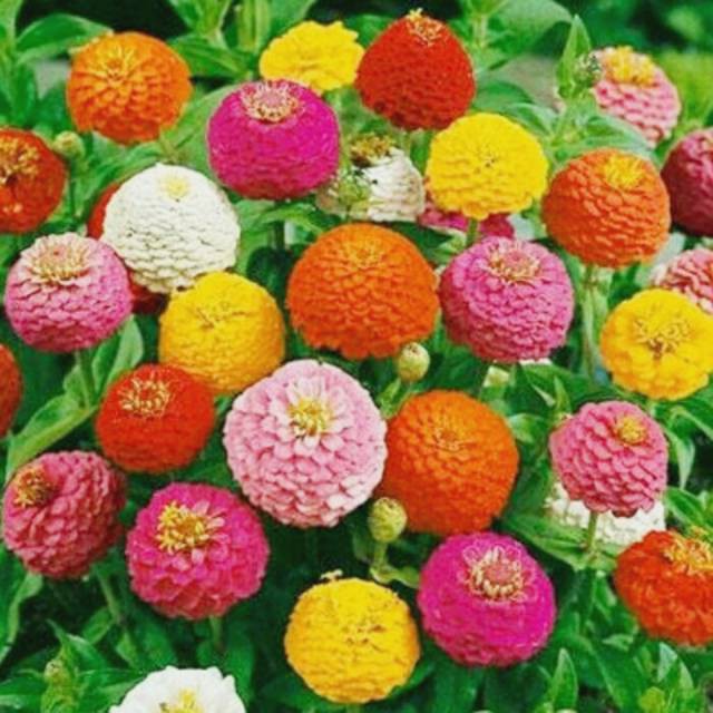 Bibit Benih Biji Bunga Zinnia Liliput Mix Flower - Biji Tanaman Pohon Bunga Zinnia Liliput Mix - COD