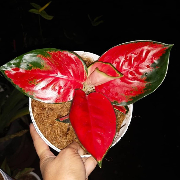 NEW Bonggol aglonema suksom jaipong asli-tanaman hidup _Pusat_Benih_Store18 __