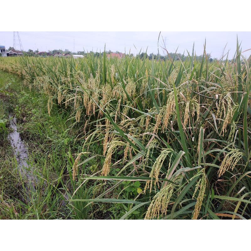 Benih Padi Unggul Siam Siam 5kg