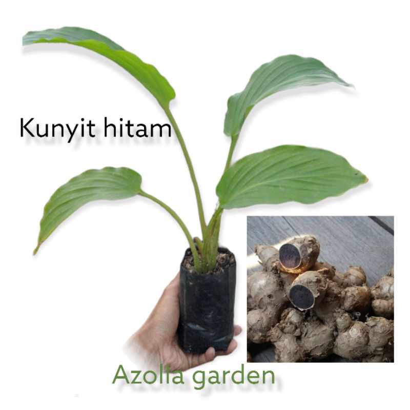 bibit kunyit hitam original