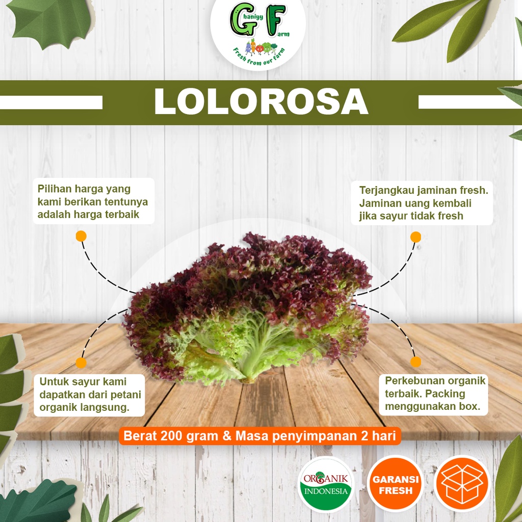 

Sayur Organik Lolorosa Lettuce Bersertifikat Selada Keriting Merah Fresh Segar Sehat Alami 200 Gram