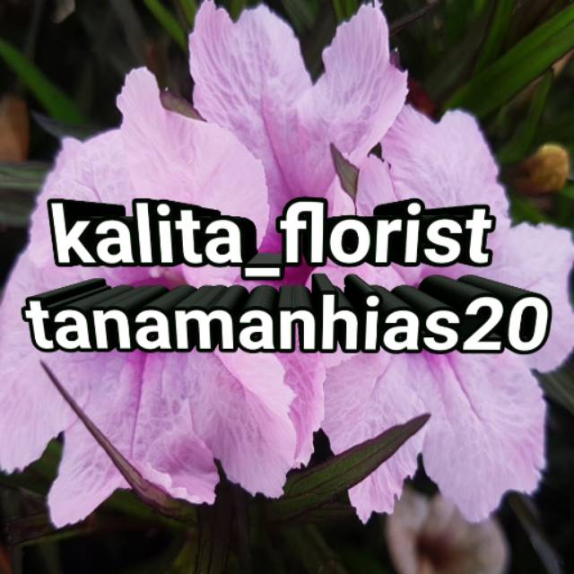 tanamanhias20