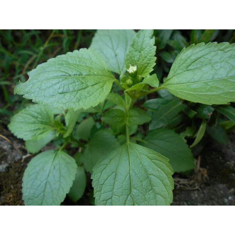 

Daun babadotan atau bandot segar per 1 kg
