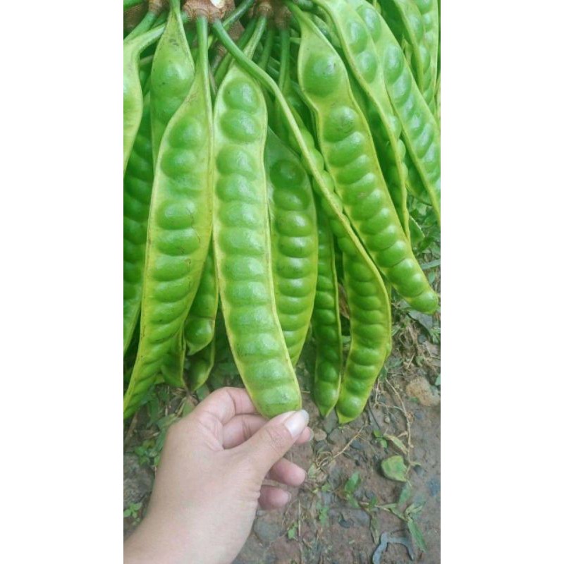 

pete tua super segar 10papan 50rb