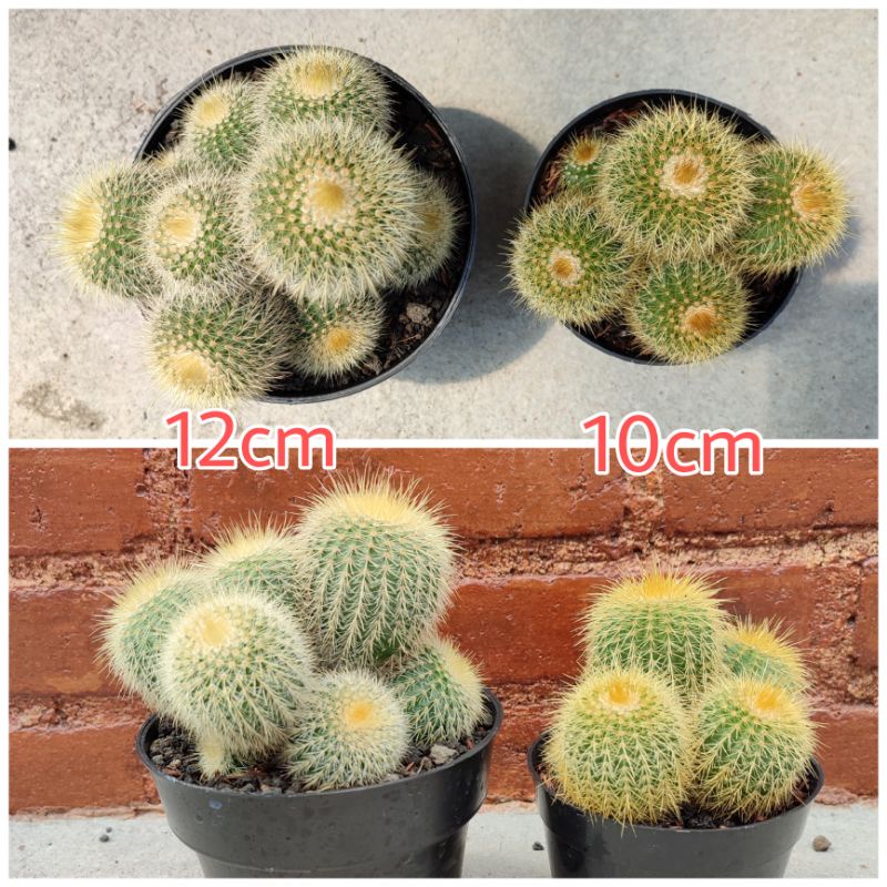 Notocactus Leninghausi Cluster Ownroot | D 12cm | Kaktus