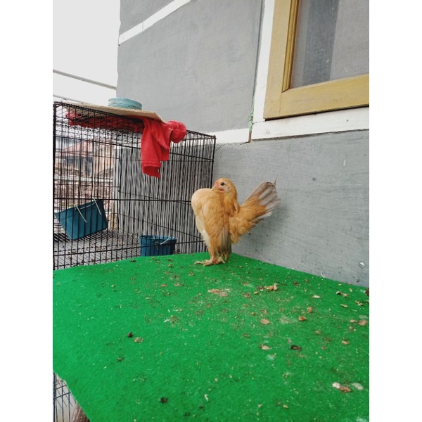 ayam Serama