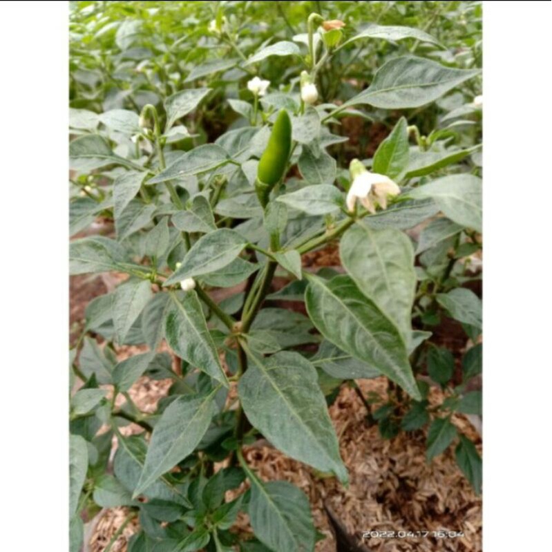 ( BISA COD ) PROMO Tanaman Cabai Rawit Hijau - Pohon Cabe Hijau / Tanaman Cabay ijo Bibit Tanaman Ca