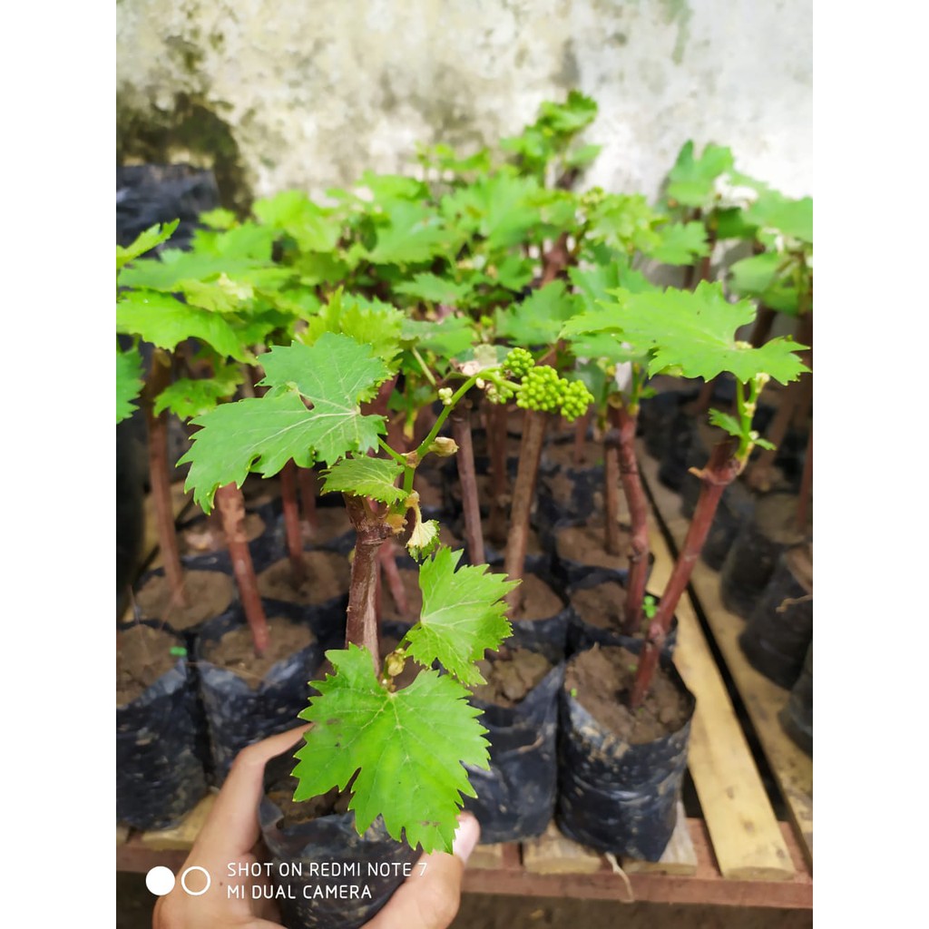 Bibit Anggur Sudah Berbuah