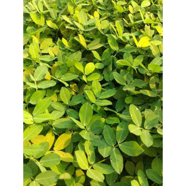 

Jual Pohon kacang kacangan