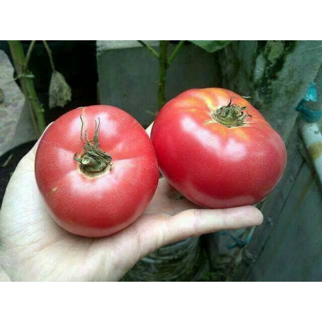 2 benih tomat momotaro segar