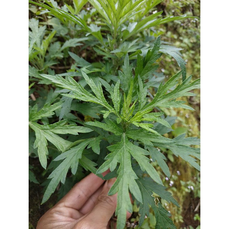 

DAUN SUDOMOLO FRESH 500 GRAM / SUDOMOLO HERBAL