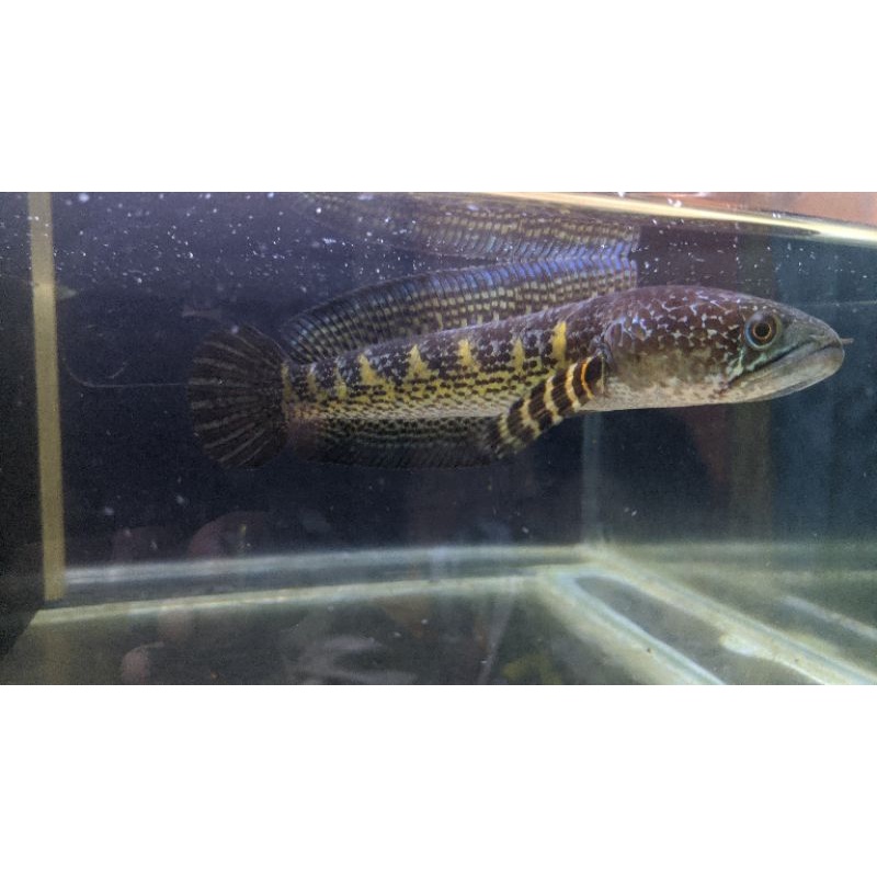 channa auranti 17-20cm