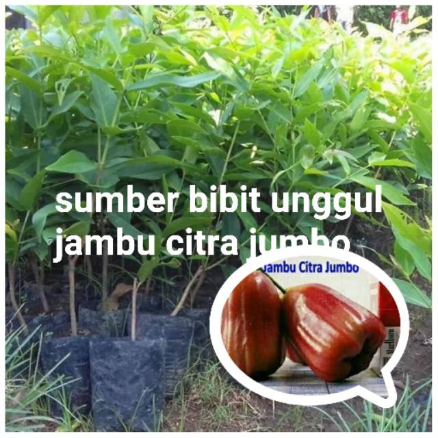bibit jambu citra jumbo