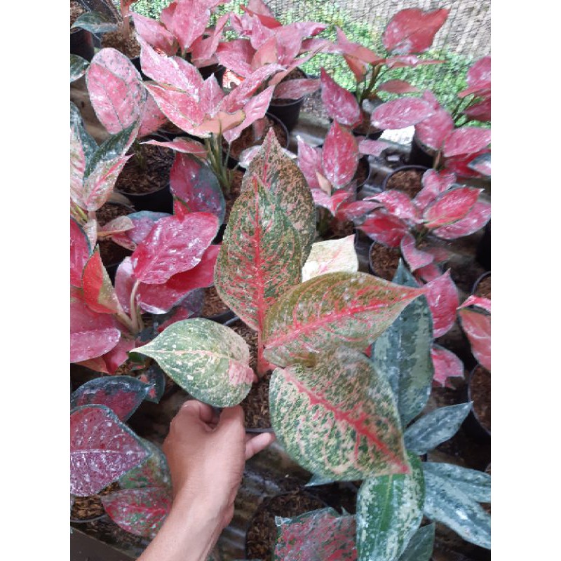 Tanaman hias aglonema tiara