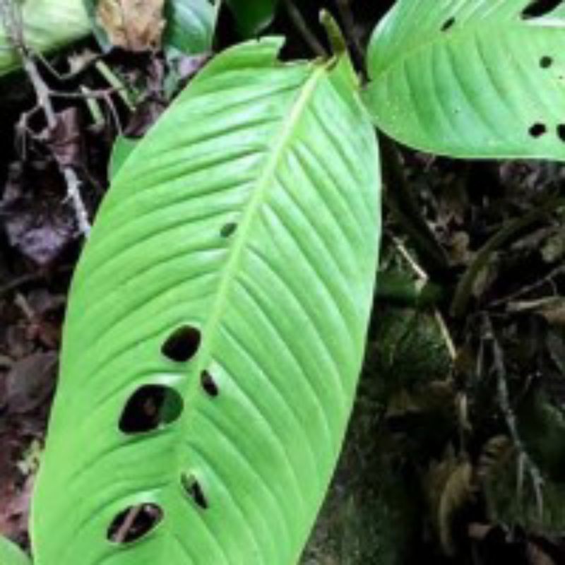 

Janda Bolong Sumatera