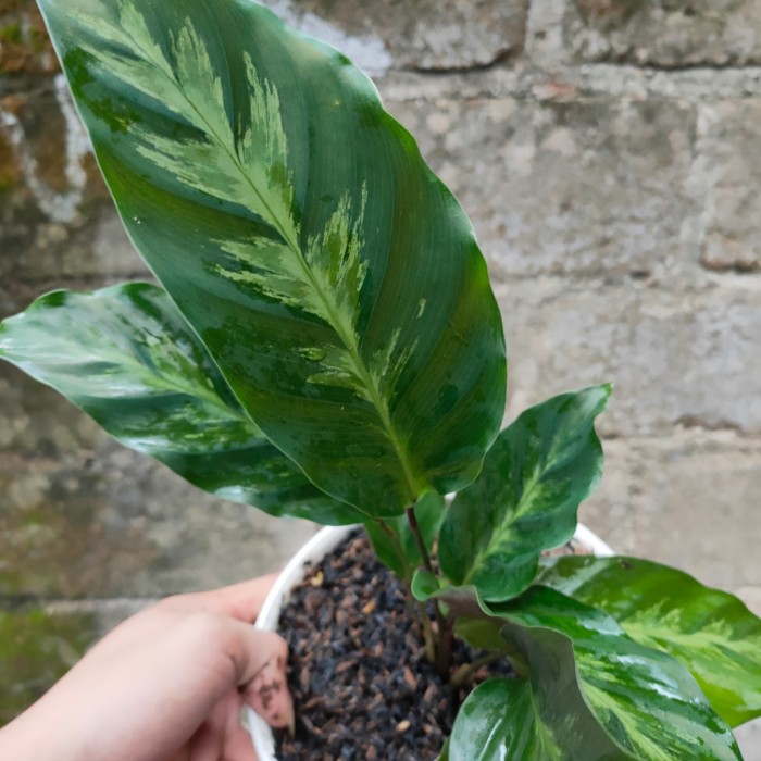 PROMO!! Tanaman Hias Calathea Albertii - Tanaman Hias Indoor