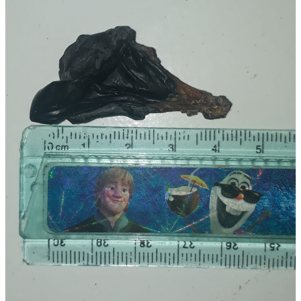 Empedu Bulus Besar 4cm