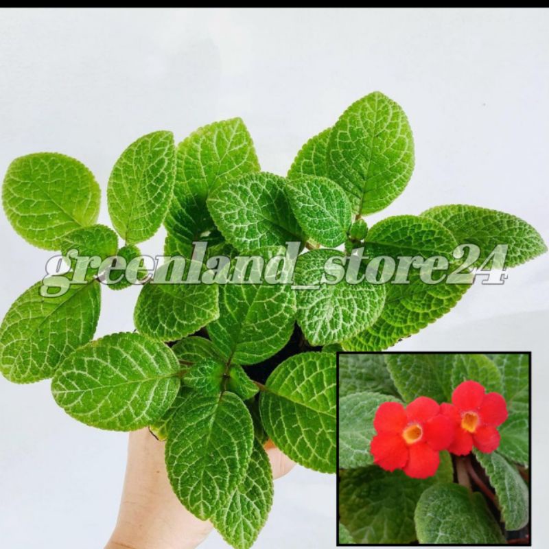 Episcia cupreata hijau - tanaman hias gantung - hiasan taman - tanaman hias episcia - episcia