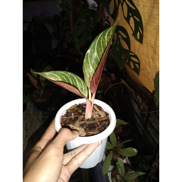 Aglaonema Red Sumatra/POS