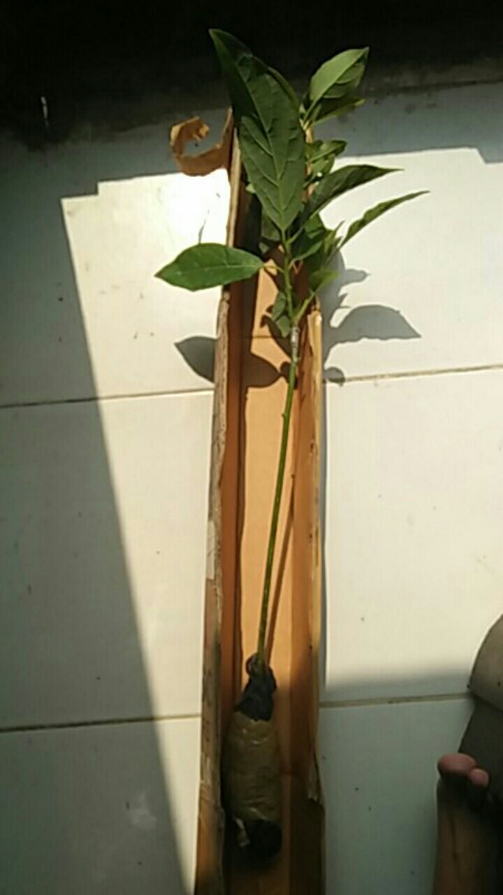 Bibit Buah Alpukat Aligator - Tinggi 70cm