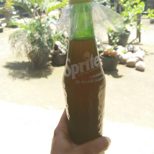 

Madu lebah hitam