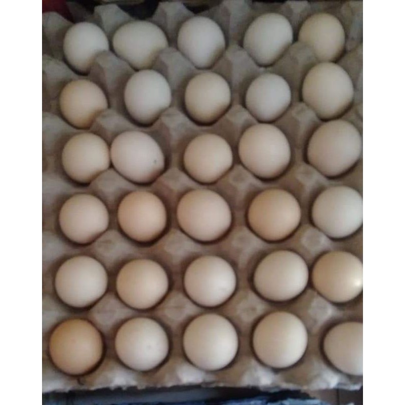 

Telur ayam kampung