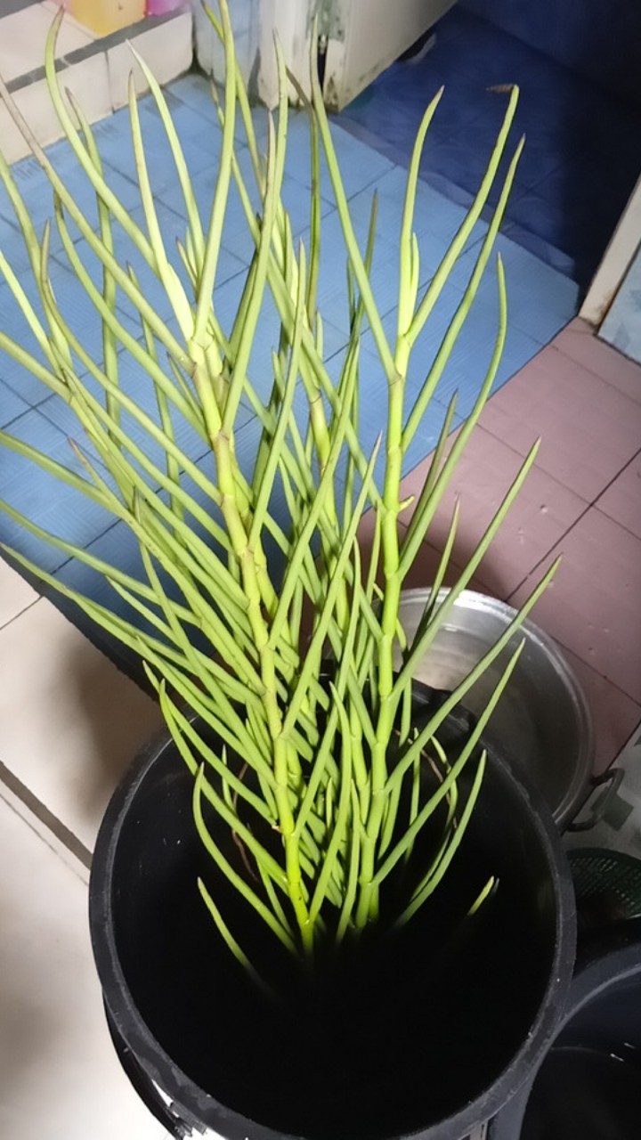 Vanda Douglas Murah (dewasa)