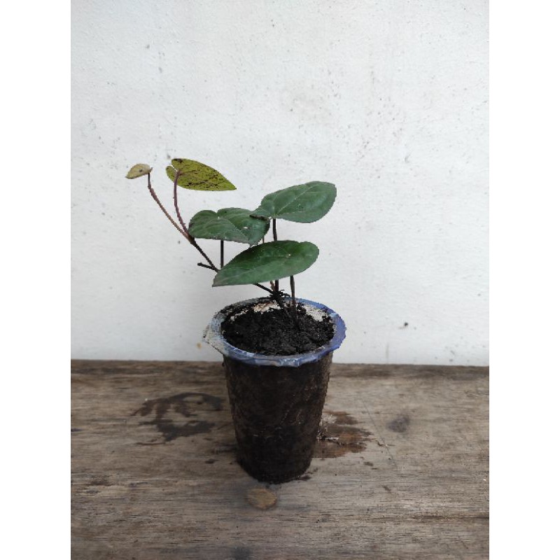 sirih hitam/sirih wulung