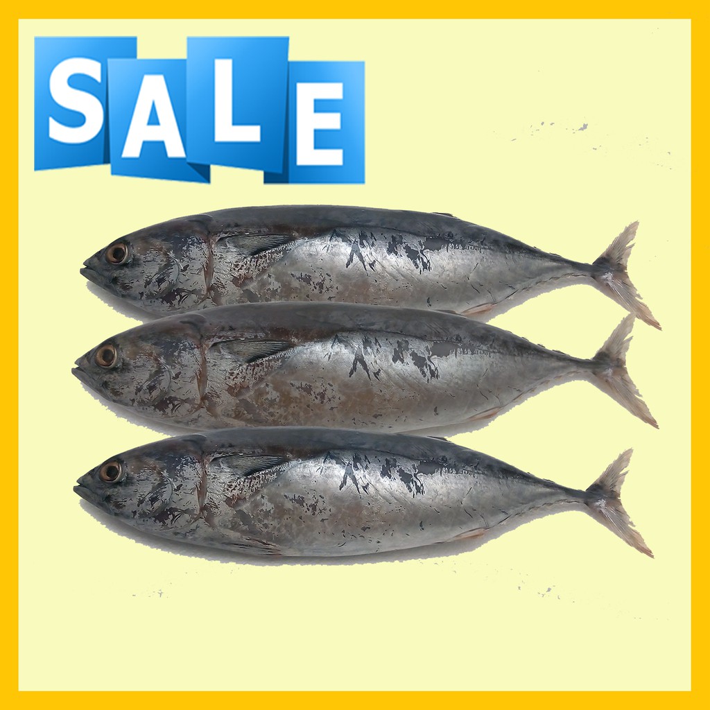 

Ikan Tongkol