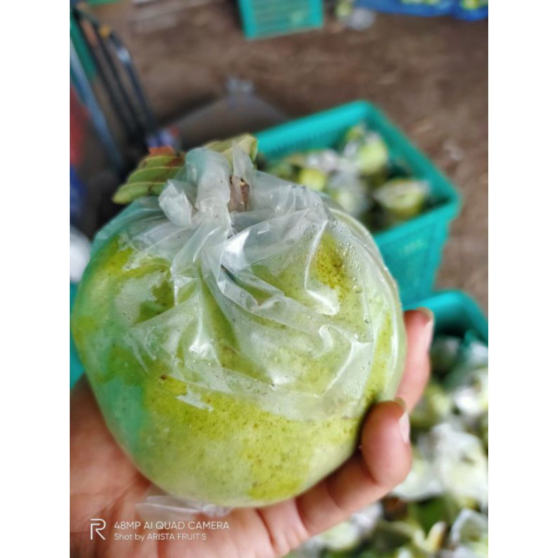 

jambu kristal