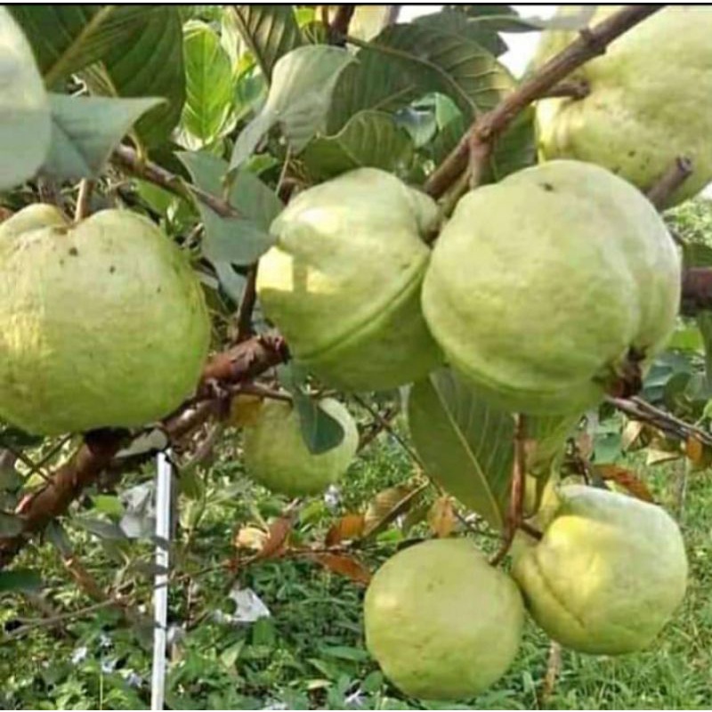 bibit jambu kristal cangkok