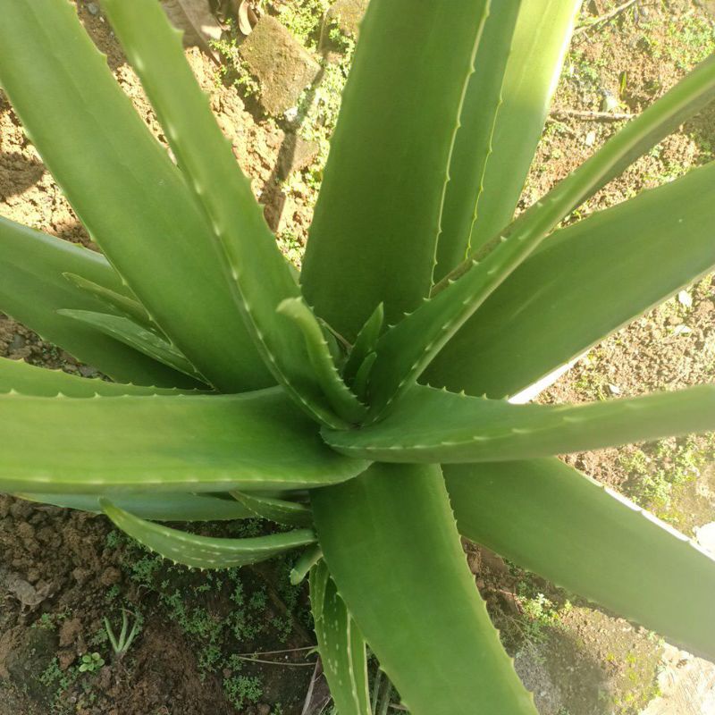

Daunlidahbuaya/segar./1000gr