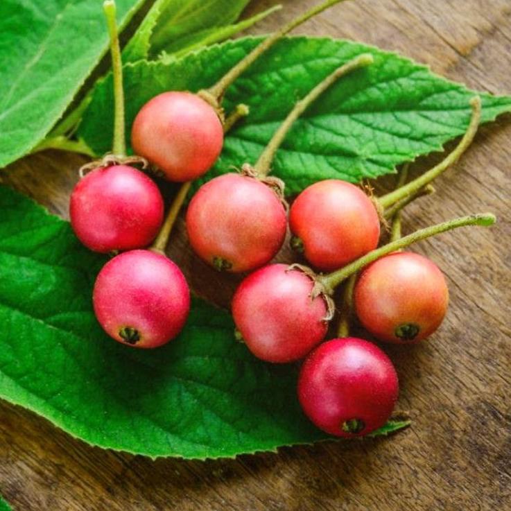 

Diskon Awal Tahun Buah TALOK / Buah KERSEN / Jamaica Cherry d43♔