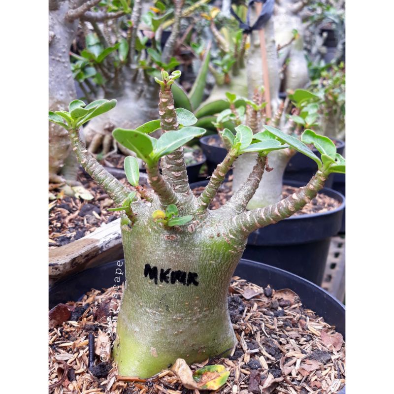 Adenium mkmk / adenium karakter